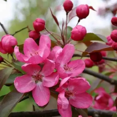 Яблоня РУДОЛЬФ декоративная  в Гродно