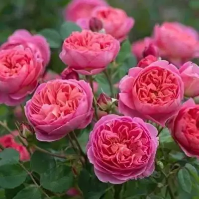 Роза БЕНДЖАМИН БРИТТЕН шраб в Гродно