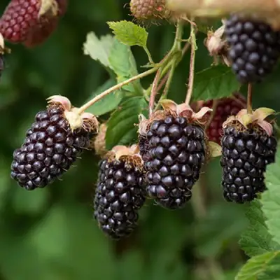 Ежемалина БОЙСЕНБЕРРИ в Гродно