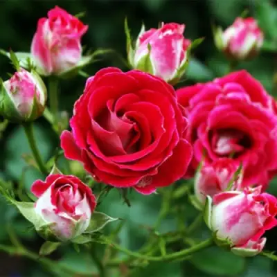 Роза ШОНЕ КОБЛЕНЦЕРИН флорибунда в Гродно