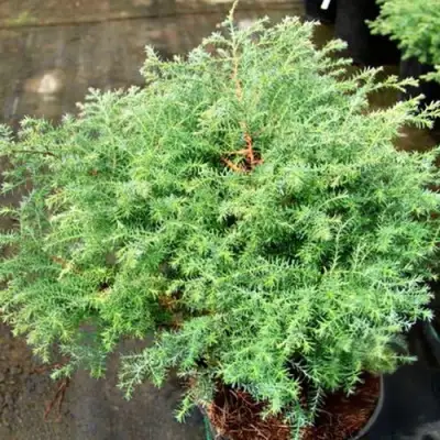 Кипарисовик СКВАРРОЗА горохоплодный в Гродно