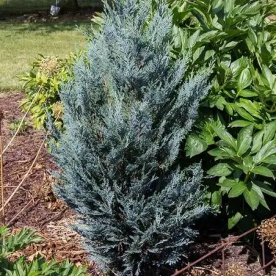 Кипарисовик ДАРТС БЛЮ РИББОН лавсона в Гродно