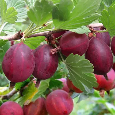 Крыжовник ХИННОМАКИ РОТ в Гродно