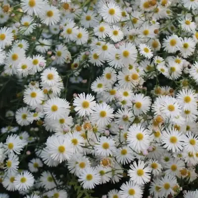 Болтония СНОУБЭНК в Гродно