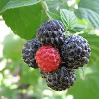 Малина КУМБЕРЛЕНД в Гродно