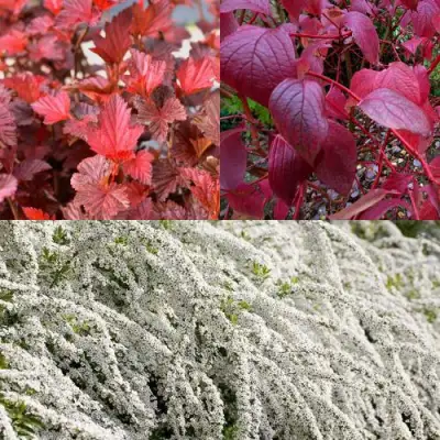 Комплект ЖИВАЯ ИЗГОРОДЬ в Гродно