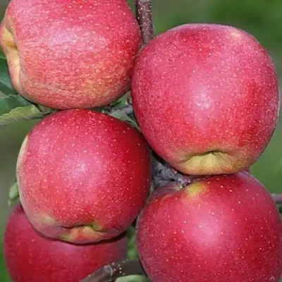 Яблоня ЧЕМПИОН в Гродно