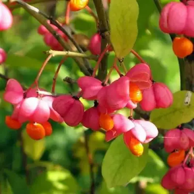 Бересклет ЕВРОПЕЙСКИЙ в Гродно