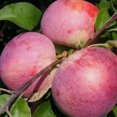 Яблоня БЕЛОРУССКОЕ МАЛИНОВОЕ в Гродно