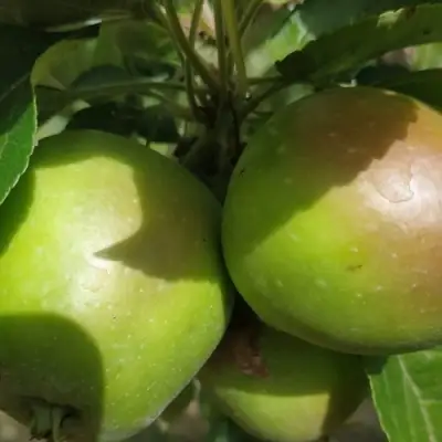 Яблоня ПАМЯТЬ СИКОРЫ в Гродно