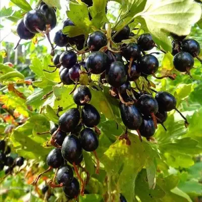 Смородина золотистая ОВАЛЬНАЯ в Гродно