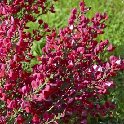 Ракитник БОСКОП РУБИ  в Гродно