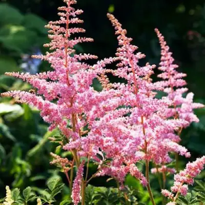 Астильба ЭДЕНС ОДИССЕЙ Арендса в Гродно