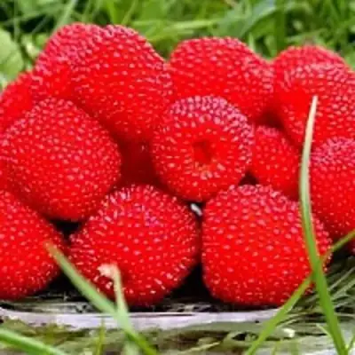 Малина ТИБЕТСКАЯ (РОЗОЛИСТНАЯ) в Гродно