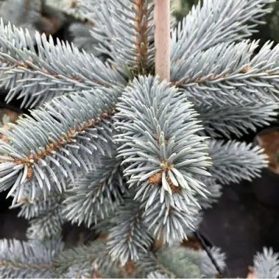 Ель РОЯЛ БЛЮ колючая  в Гродно