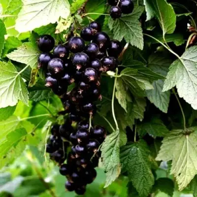 Смородина чёрная БЕЛОРУССКАЯ СЛАДКАЯ в Гродно