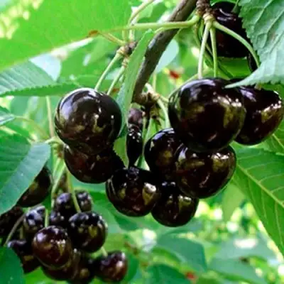 Черешня МУСКАТНАЯ в Гродно