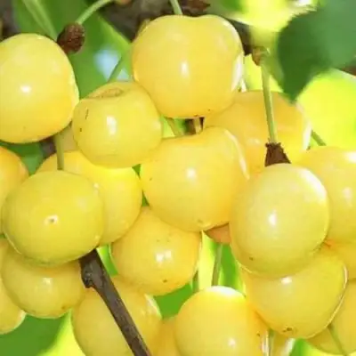 Черешня РОССОШАНСКАЯ ЗОЛОТАЯ в Гродно