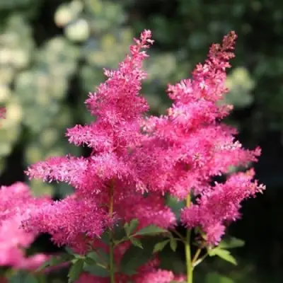 Астильба САННИ ДЕЙ гибридная в Гродно