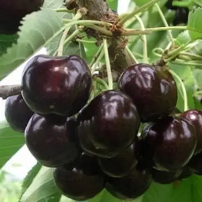 Вишня РОССОШАНСКАЯ ЧЕРНАЯ в Гродно