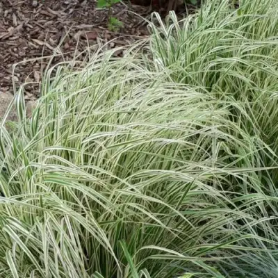 Вейник ОВЕРДАМ остроцветковый в Гродно