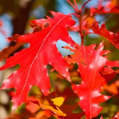 Дуб красный в Гродно
