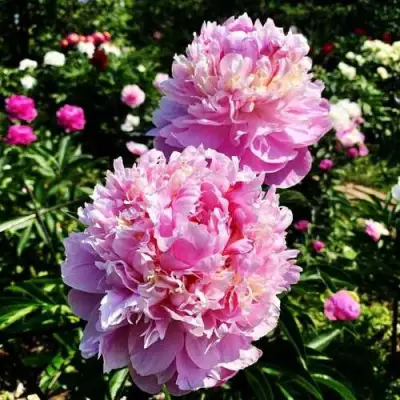 Пион ЛАВОН травянистый в Гродно