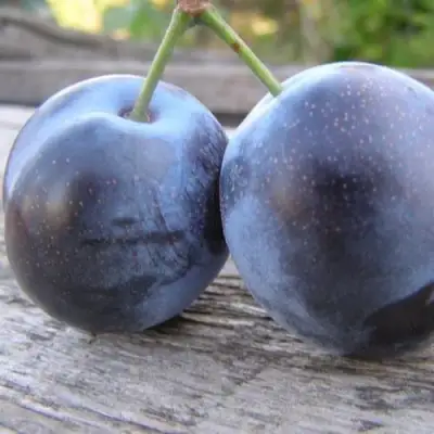 Слива БЛЮФРИ в Гродно