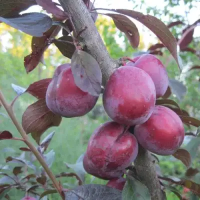 Слива ЛАМА в Гродно