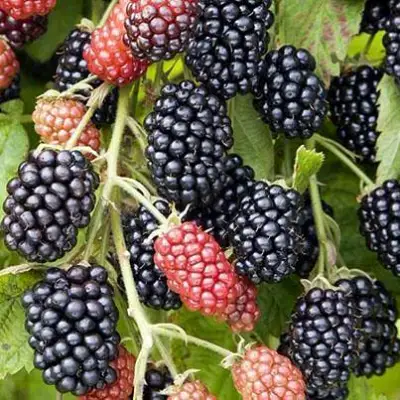 Ежевика НАВАХО бесшипная  в Гродно