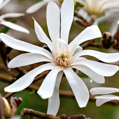 Магнолия СТЕЛЛАТА в Гродно