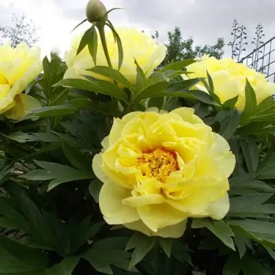 Пион БАРЦЕЛЛА (БАРТЗЕЛЛА) ито-гибрид в Гродно