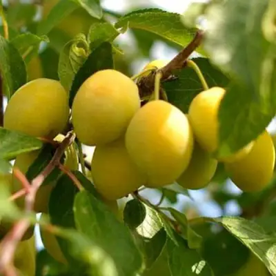 Слива ОЧАКОВСКАЯ ЖЕЛТАЯ в Гродно