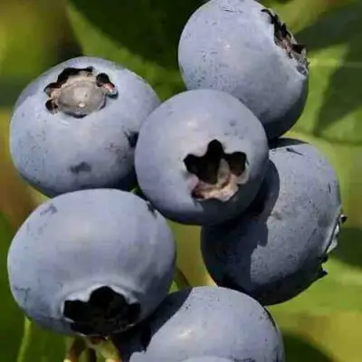 Голубика ХАРРИСОН в Гродно