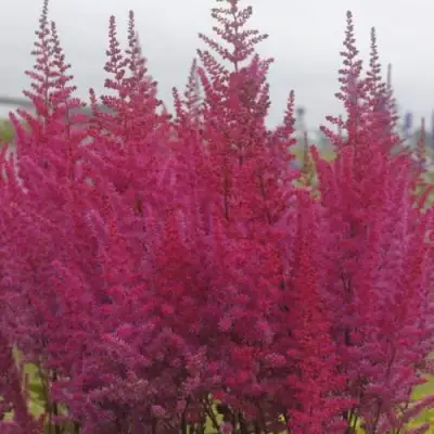 Астильба МАЙТИ ЧОКОЛАТ ЧЕРРИ китайская в Гродно