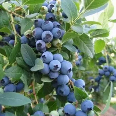 Голубика ЭЛЛИОТ в Гродно