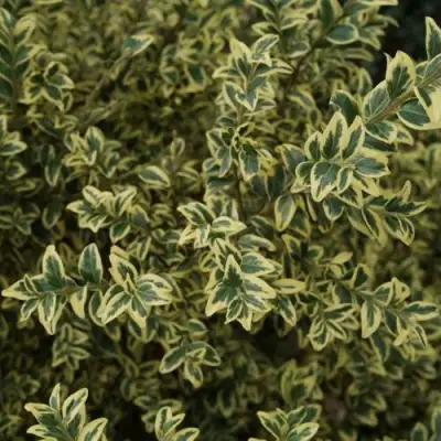 Самшит АУРЕАВАРИЕГАТА в Гродно