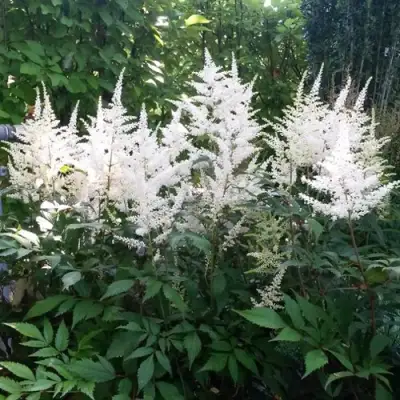 Астильба БРАУТШЛЕЙЕР Арендса в Гродно