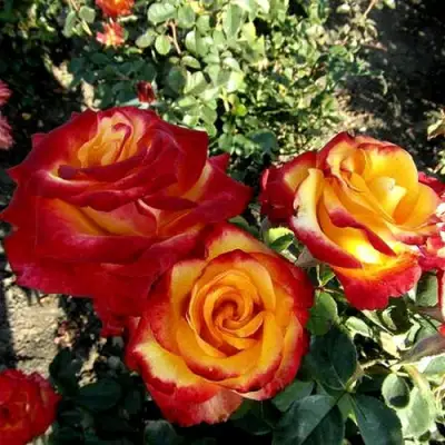 Роза ХАЙ МЭДЖИК чайно-гибридная в Гродно