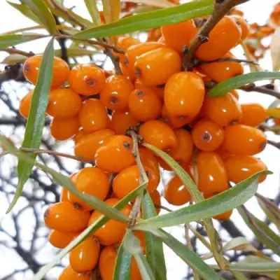 Облепиха КОСТЕР в Гродно