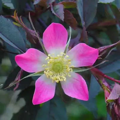 Роза сизая в Гродно