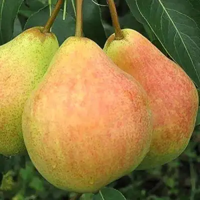 Груша ЛЮБИМИЦА ЯКОВЛЕВА в Гродно