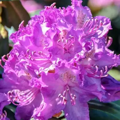 Рододендрон АЛЬФРЕД в Гродно