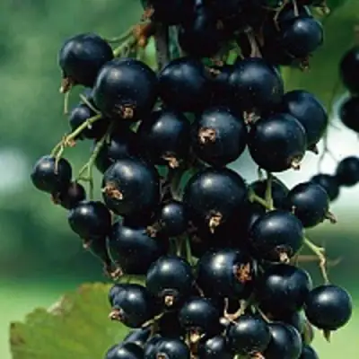 Смородина чёрная ВЕЛОЙ (ЛЕНИНГРАДСКАЯ СЛАДКАЯ) в Гродно