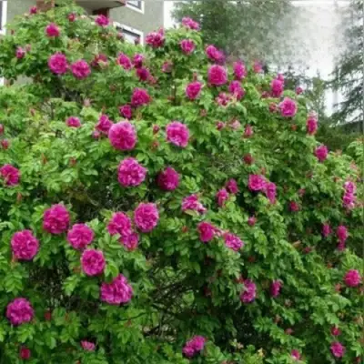 Шиповник ХАНСА в Гродно