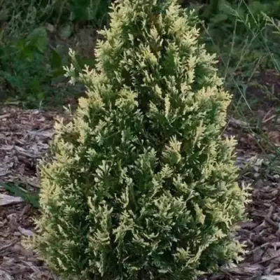 Туя БРАБАНТ ВАРИЕГАТТА западная в Гродно