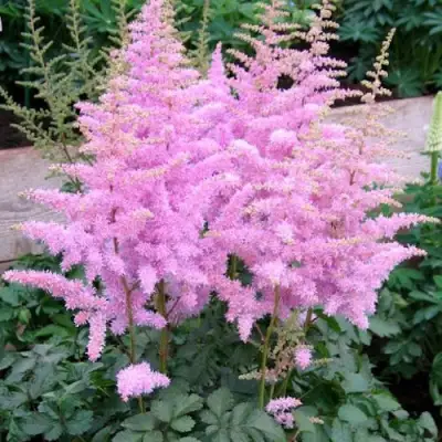 Астильба ГИАЦИНТ Арендса в Гродно