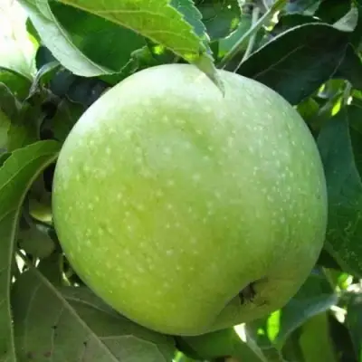 Яблоня РЕНЕТ СИМИРЕНКО в Гродно