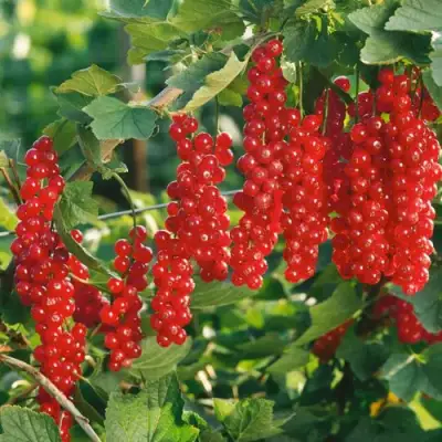 Смородина красная РУДНЕУС в Гродно