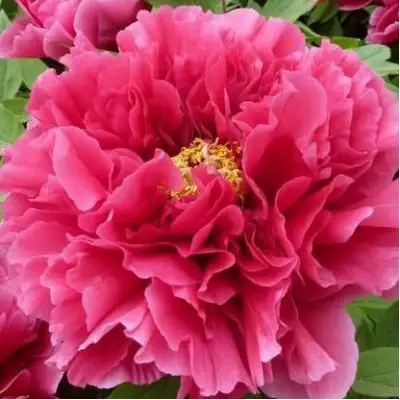 Пион КОРОЛЕВСКИЙ ЦВЕТОК древовидный в Гродно